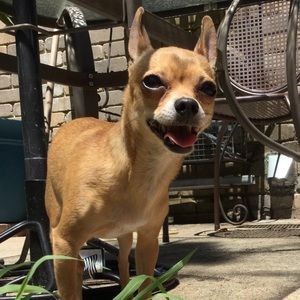 Meet your Posher, Belle